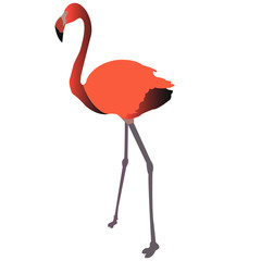 Isolated pink flamingo on white background