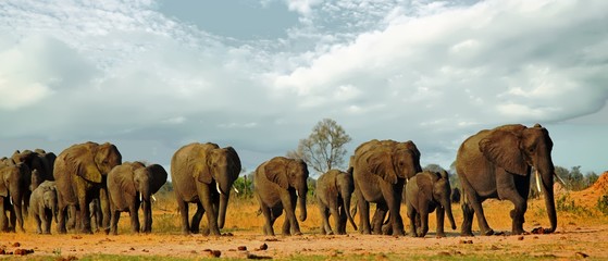 Fototapeta premium Panorama of a family herd of elephants walking across the golden sunlit African Plains in Hwange National Park, Zimbabwe, Southern Africa