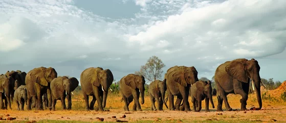 Foto op Aluminium Panorama of a family herd of elephants walking across the golden sunlit African Plains in Hwange National Park, Zimbabwe, Southern Africa © paula