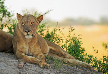 Fototapeta na wymiar Beautiful African Lioness resting on a boulder with a natural bright plains bacground. Hwange National Park, Zimbabwe