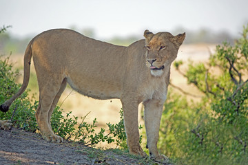 Fototapeta na wymiar Lioness standing on a large rock looking with tongue sticking out in Hwange National Park, Zimbabwe