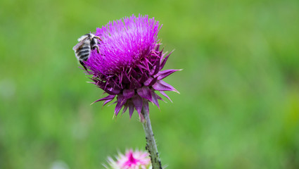 Bumblebee sits on the flowers of the burdock
