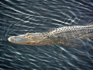 alligator in Florida