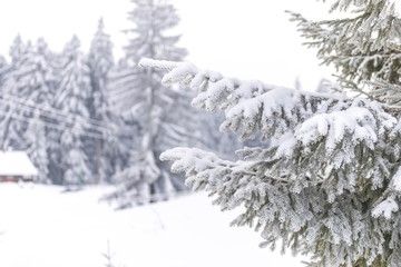 snow fir tree
