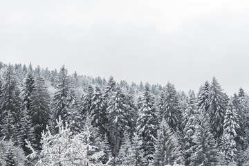 mountain snowy trees. wood trees