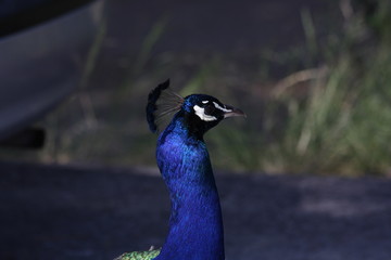 Obraz premium Peacock in its natural habitat.