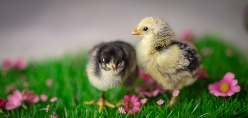 chicks