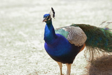 Peacock in its natural habitat.