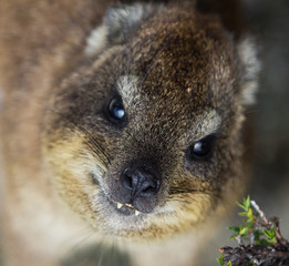 Closeup portrait of a Rock Hyrax (Procavia capensis) in South Africa. Cape town, Table mountain. Dassie