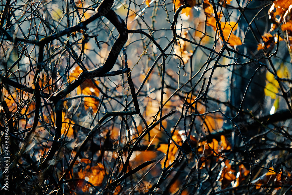Poster Autumn leaves show bramble of limbs and vines in the woods.  - Posters