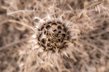 Close-up view of a brownish dried plant with thorns