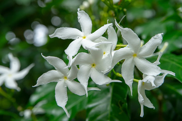 Naklejka na ściany i meble Close up The Gardenia Crape Jasmine flower.