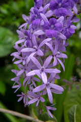 Purple Wreath Sandpaper Vine flower