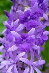 Purple Wreath Sandpaper Vine flower