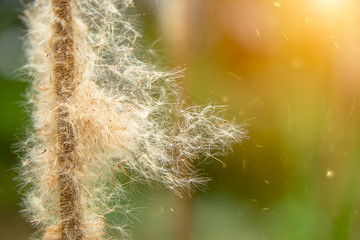 Macro of Cattail seeds with blur background.