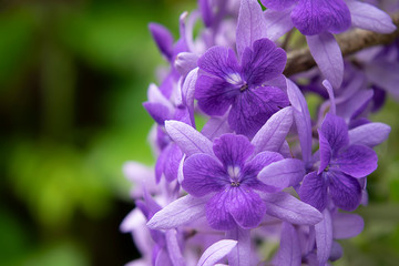 Obraz premium Purple Wreath Sandpaper Vine flower