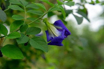 Blue Pea or Butterfly Pea.