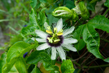 Close up of Passionfruit flower