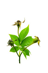 rose petals for rose tea