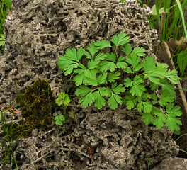 Parsley on a beautiful porous stone with an interesting texture and moss on a clear summer day. Botanical Garden in St. Petersburg.