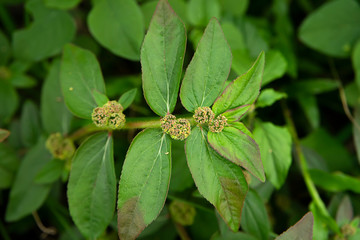Garden Spurge leaves.