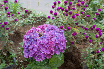 Obraz premium Hortensia flower sumer nature