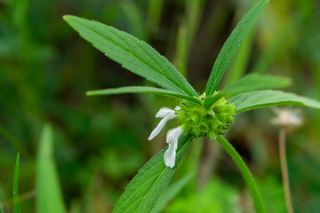Close up of Leucas aspera plant