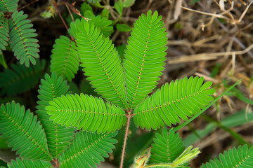 sensitive plant, sleepy plant