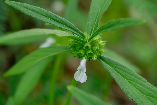 Close up of Leucas aspera plant