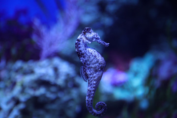 Blue Speckled Seahorse © BrandonJK94