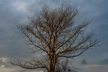 Fototapeta na wymiar Close up branch of death tree.
