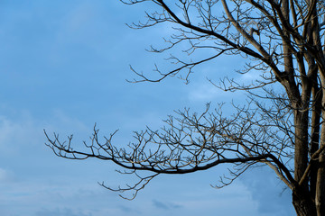 Close up branch of death tree.