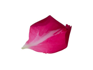 petal of damask rose flower.
