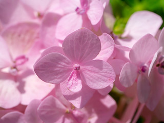 Close up Hydrangea flower