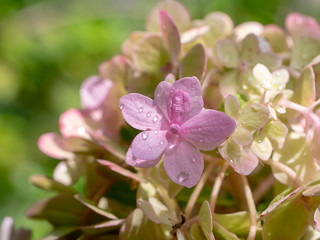 Close up Hydrangea flower