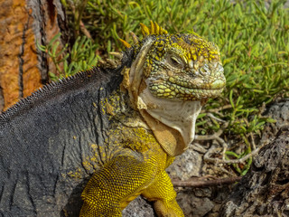 Obraz premium Close up of a large land iguana resting on a rock in the Galapagos islands