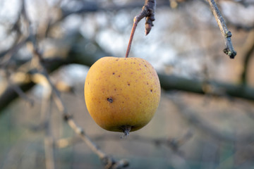 close up of rotten apple with mildew on tree