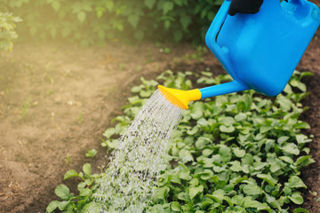 Watering the garden from the plastic watering can. A man's hand holds a watering can over the flowers.