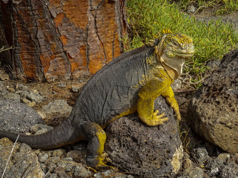A large land iguana resting on a rock in the Galapagos Islands
