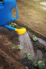 Watering the garden from the plastic watering can. A man's hand holds a watering can over the flowers.