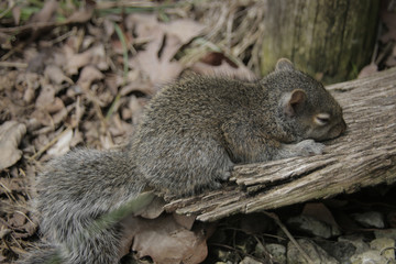Sleeping Baby Squirrel