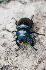 Stag beetle female black