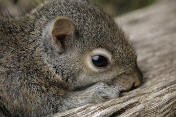 Close Up of Baby Squirrel
