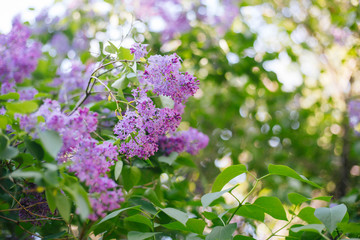 The flowering of lilacs in the garden. Violet flowers on a tree