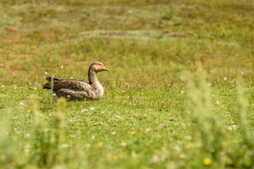 Lonely duck on green grass.