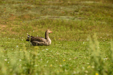 Lonely duck on green grass.