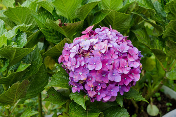  Hortensia flower sumer nature