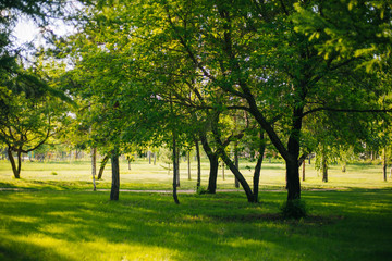 Nature in the park. Green trees in the garden.