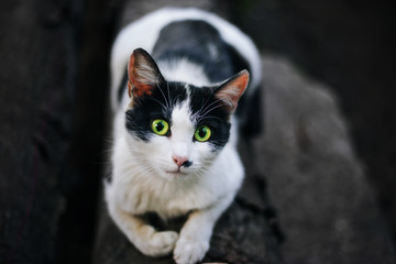 Naklejka na ściany i meble homeless black and white cat. looks into the frame. Large green eyes