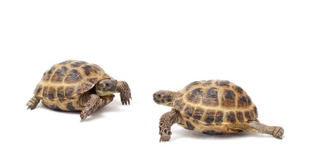 Two land tortoises on a white background. Valentine's Day. Love. Couple.
